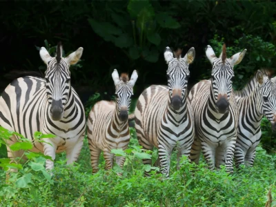 深圳野生動物園訂車