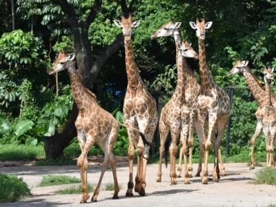 深圳野生動物園訂車